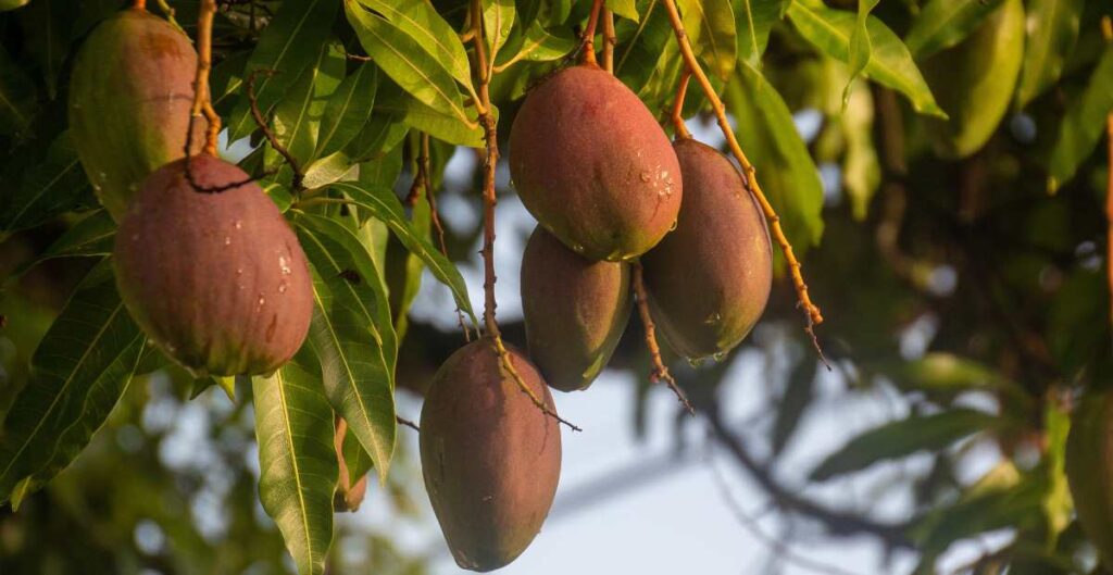 Photo of Mango a costa rican fruit