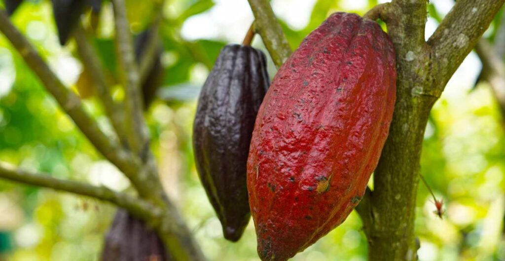 Photo of cacao a costa rican fruit