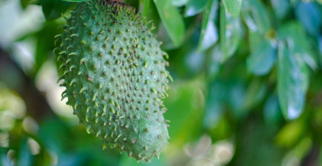 Photo of Soursop a costa rican fruit