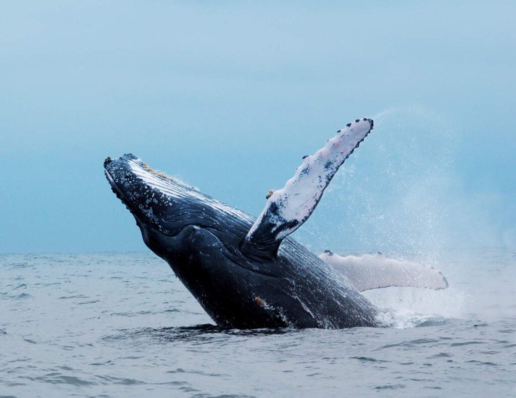 Photo of a whale jumping out of the water in Marino ballena national park as 10 Days in Costa Rica Itinerary