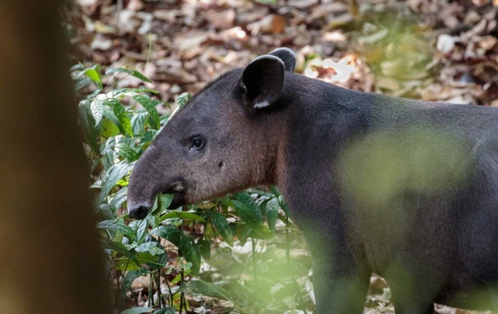 Photo of a tapir in the tropical rainforest costa rica