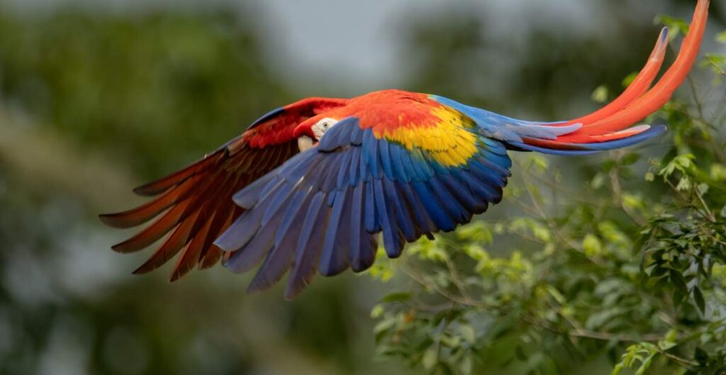 Macaw flying in surfing playa hermosa costa rica