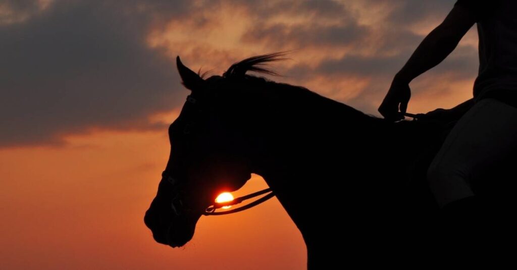 Photo of horse in sunset while doing a horseback riding in costa rica