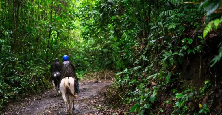 Photo of 2 people on horses in the rainforest while doing a horseback riding in costa rica