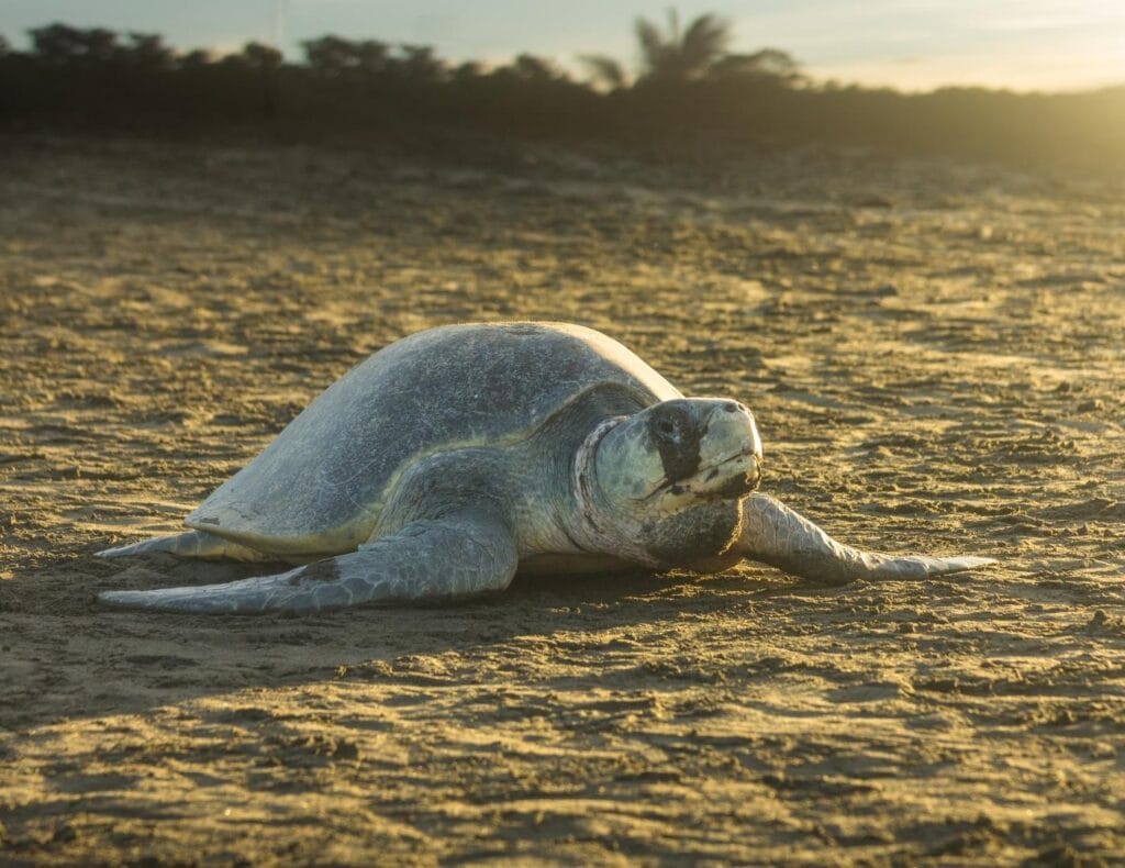 Photo of Olive Ridley Sea Turtle in the beach and one of the 5 turtles in Costa Rica