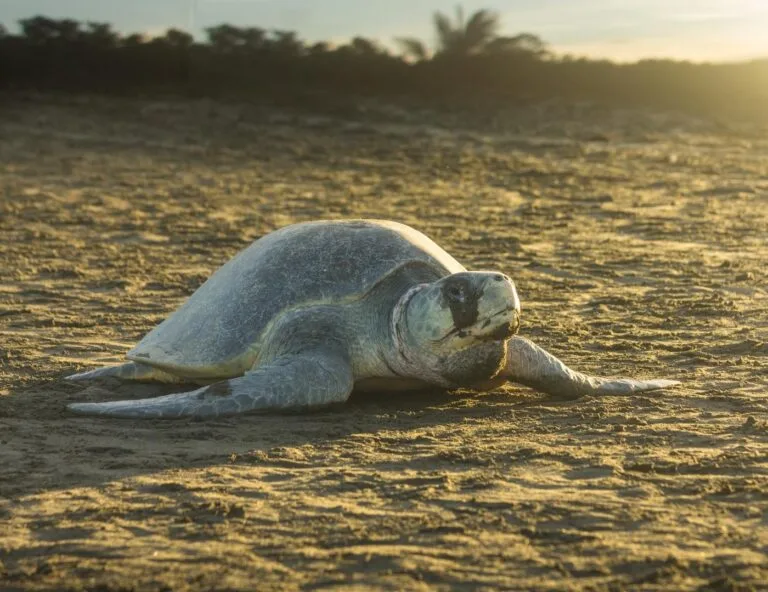 Photo of Olive Ridley Sea Turtle in the beach and one of the 5 turtles in Costa Rica