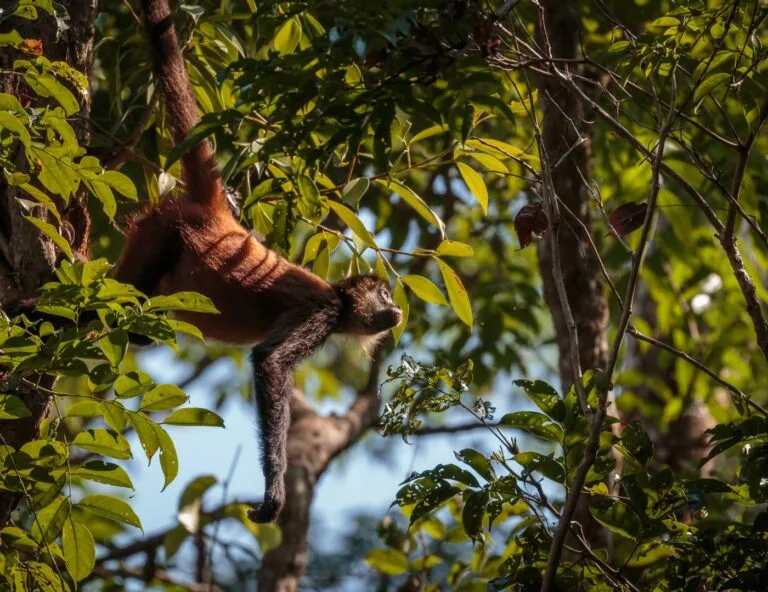 A Spider Monkey hanging from a tree branch with its prehensile tail, highlighted by reddish-brown fur and surrounded by lush green foliage in Costa Rica