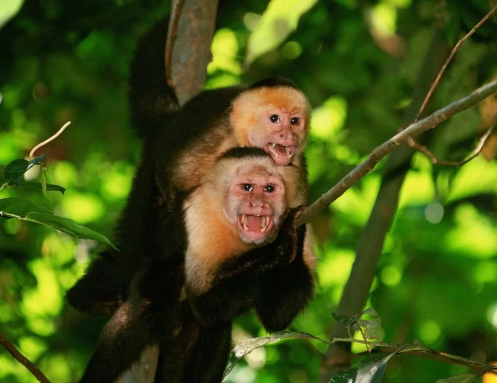 "Two White-Faced Capuchin Monkeys in a tree, showcasing their expressive faces and black and white fur in the lush Costa Rican jungle."